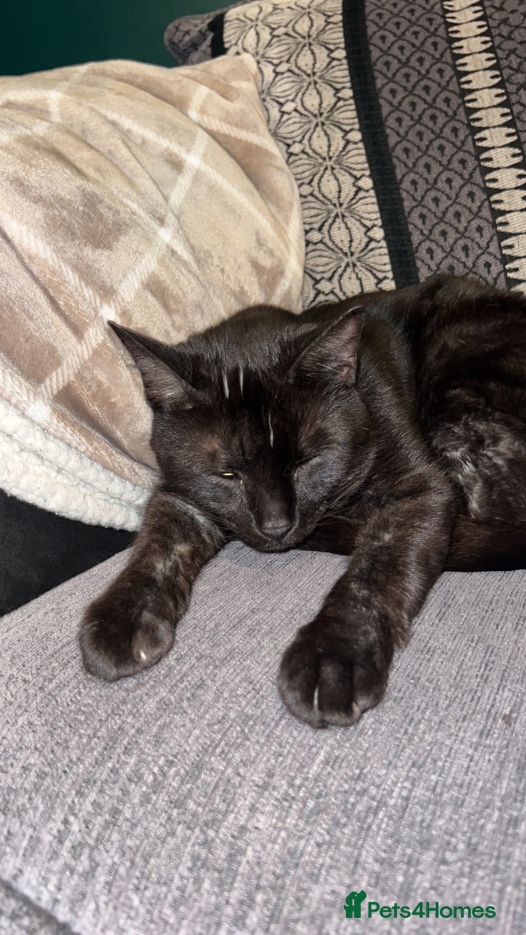 Domestic Shorthair cats for sale: Two male cats  - Image 6