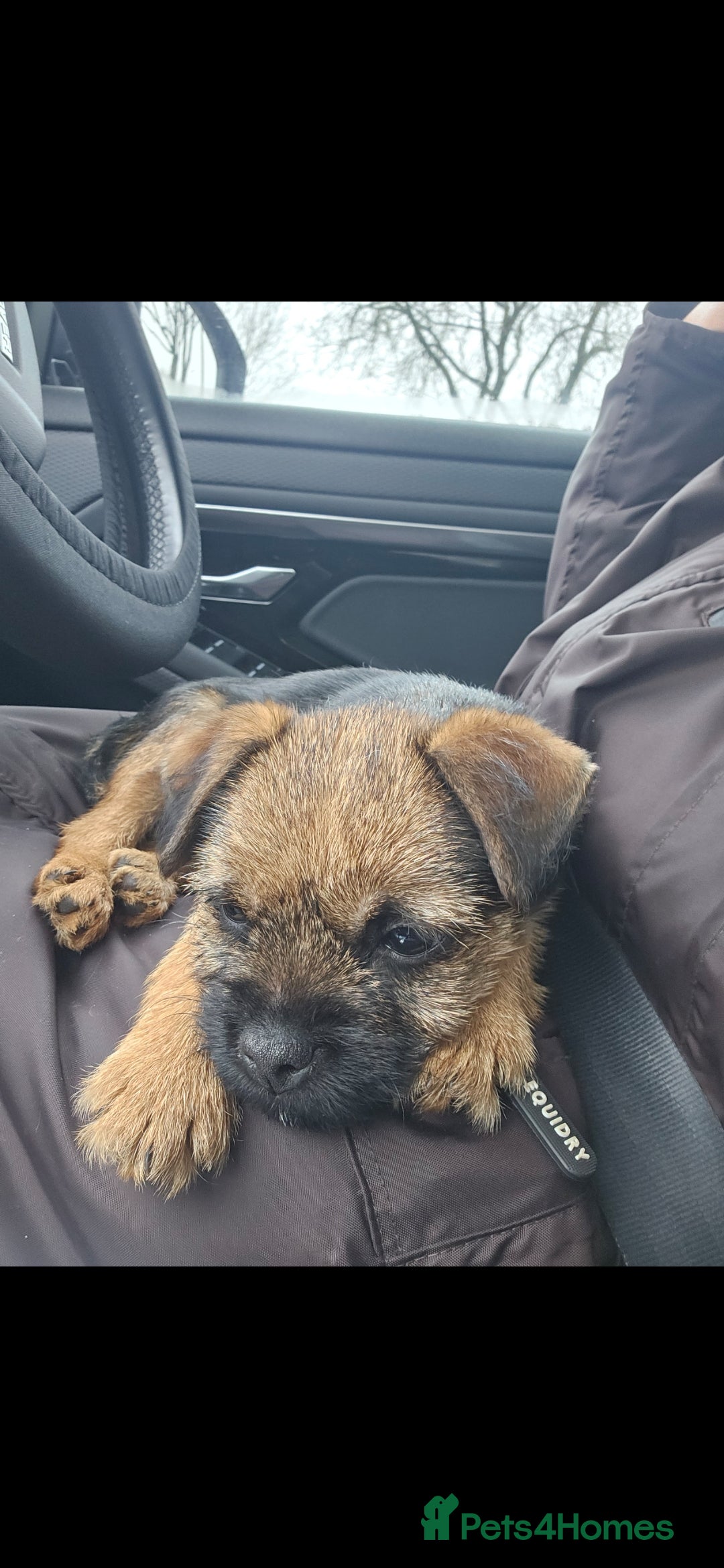 Border Terrier dogs for sale: Border Terrier Female Puppy - Advert 2