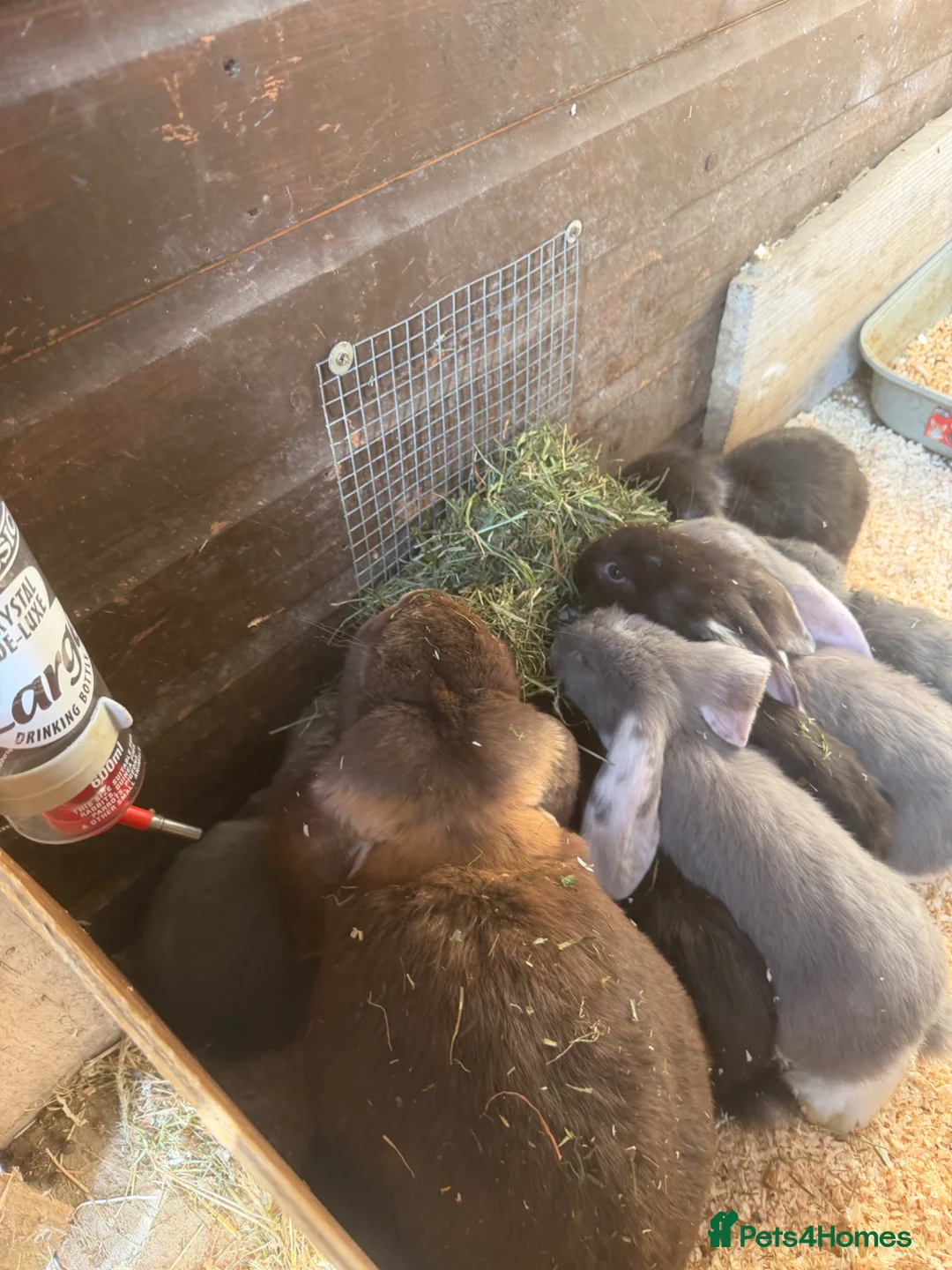 French Lop rabbits for sale: Giant French lops - Advert 2