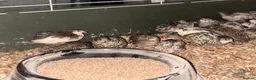 Quail poultry for sale: Sexed Chinese Painted Button Quail  - Advert 3