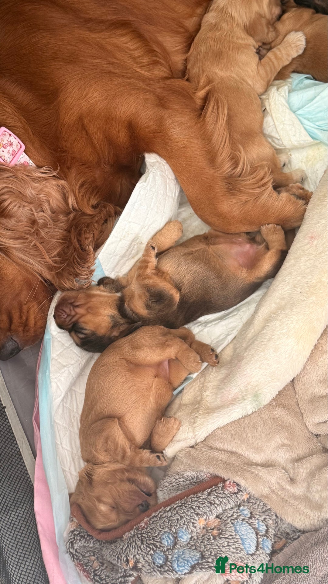 Cocker Spaniel dogs for sale: Gorgeously adorable Show Cocker Spaniels - Advert 13