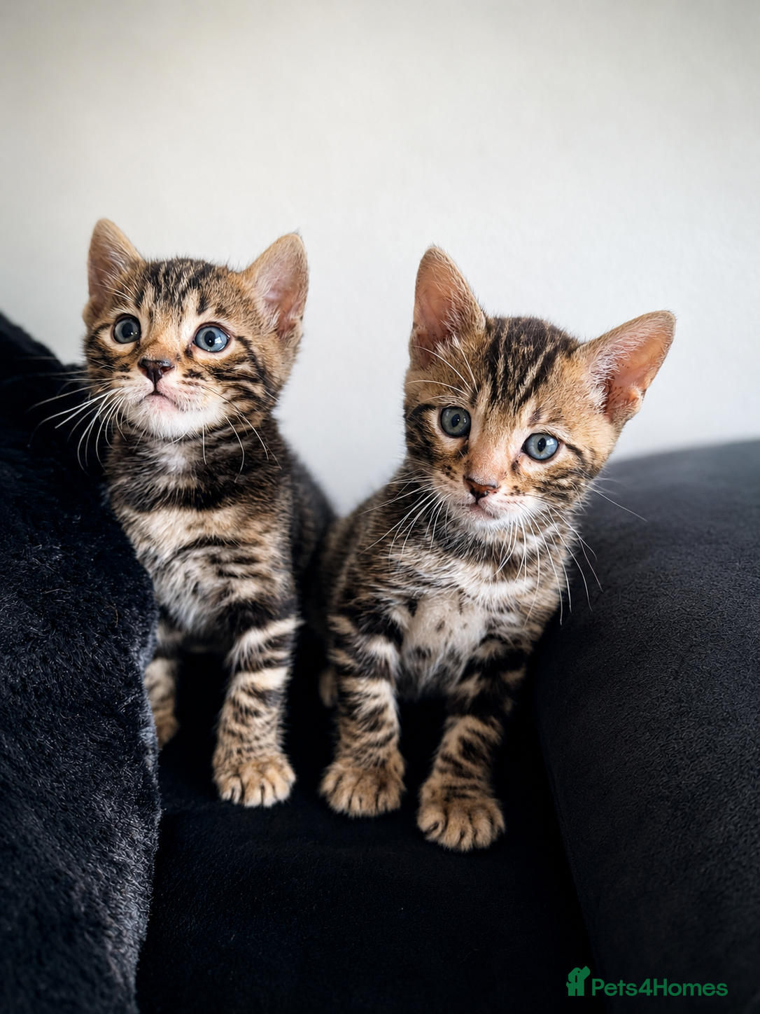 Bengal cats Unique Bloodline Bengals Tica Reg - Advert 2