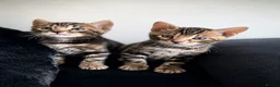 Bengal cats for sale: Unique Bloodline Bengals Tica Reg - Advert 13