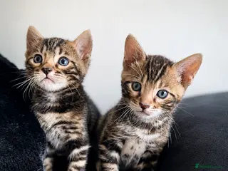Bengal cats Unique Bloodline Bengals Tica Reg - Advert 2