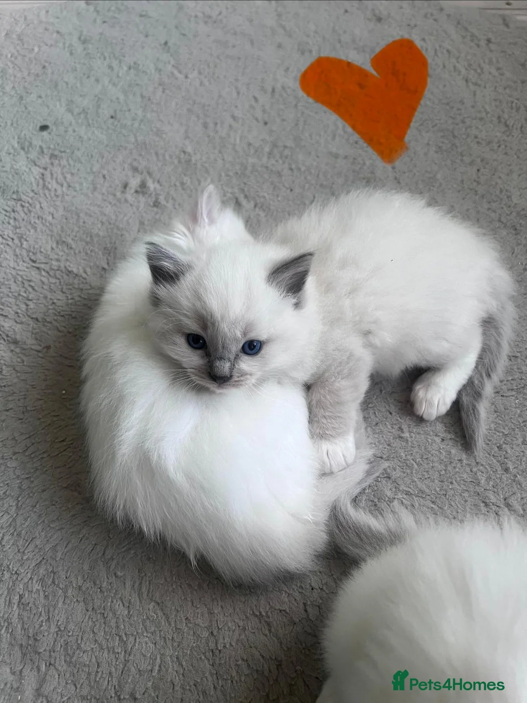 Ragdoll cats for sale: Gorgeous Ragdoll kittens for sale - Advert 40