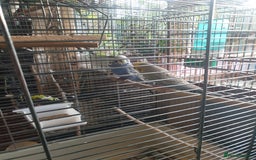 Budgerigars birds for sale: Budgies  - Image 7
