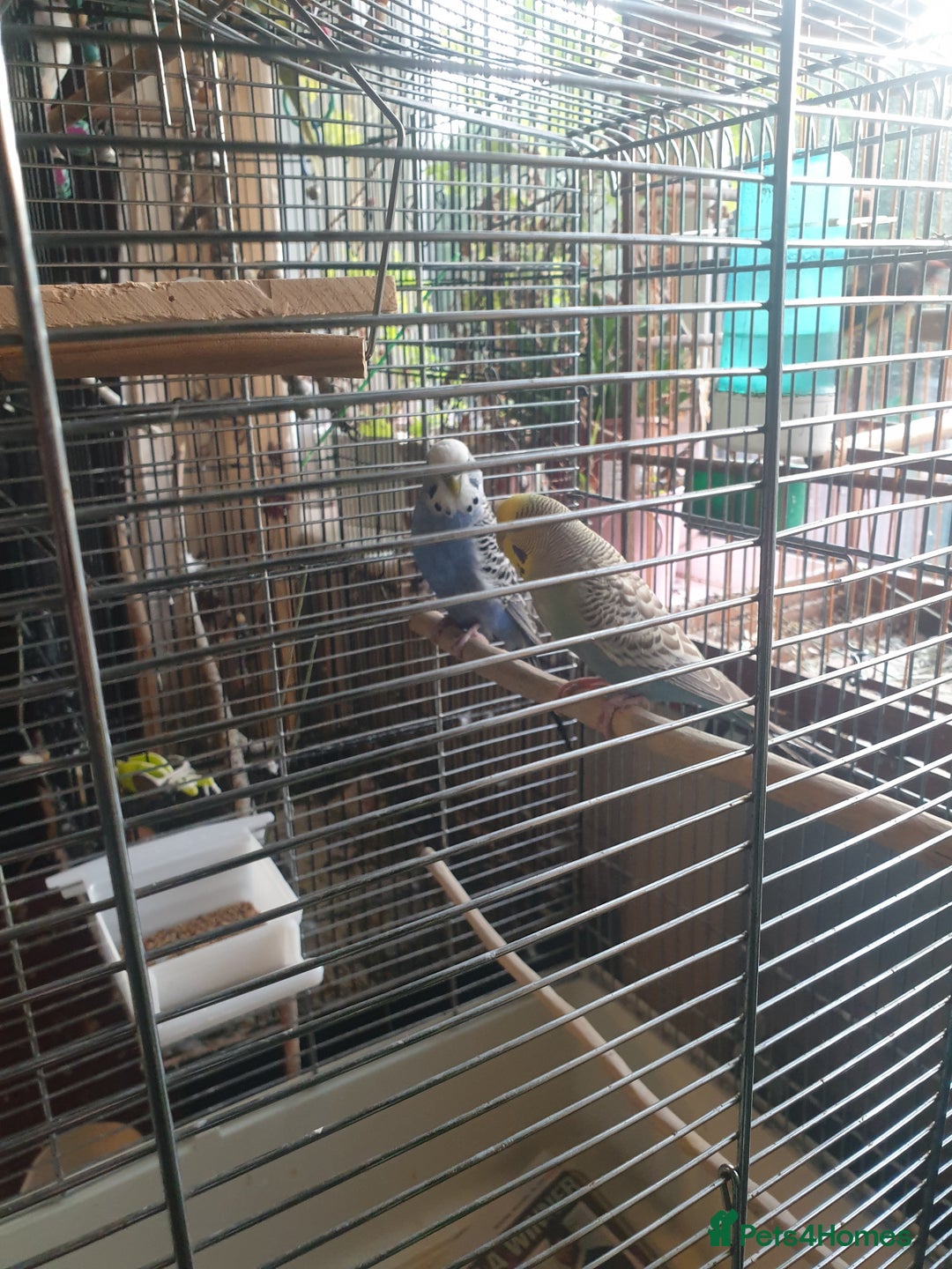 Budgerigars birds for sale: Budgies  - Image 7