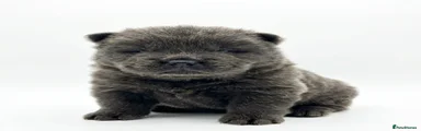 Chow Chow Puppy 3