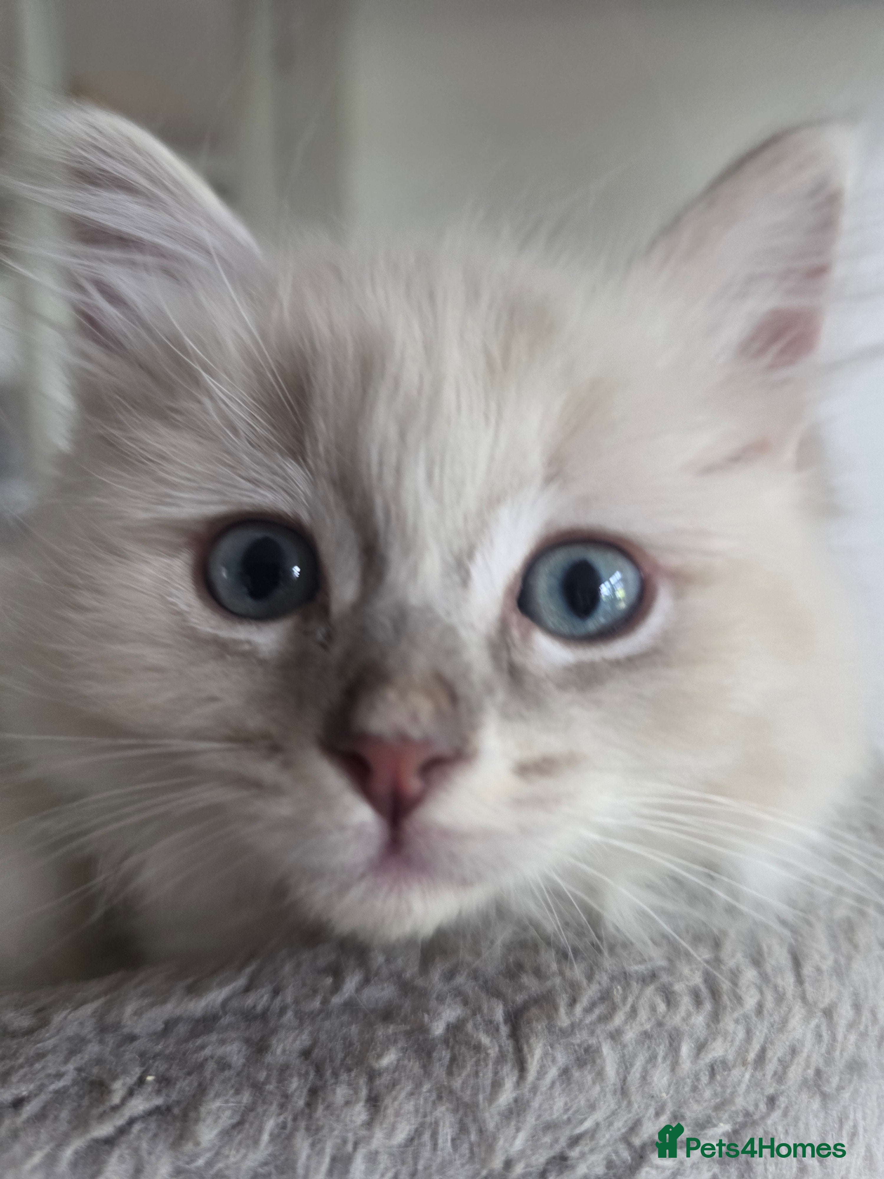 Ragdoll cats Ragdoll kittens  - Advert 2