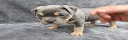 American Bully dogs for sale: Pocketbully puppy  - Advert 35
