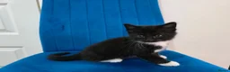 Mixed Breed cats for sale: Kittens for sale  in Reading - Advert 7