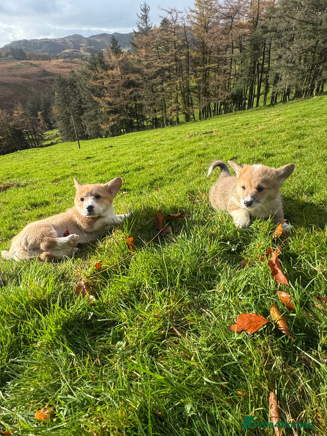 Welsh Corgi Pembroke dogs for sale: Beautiful Registered Pembroke Corgis - Advert 9