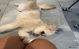 Lhasa Apso dogs for sale: 6 beautiful Lhasa apsos  - Image 25