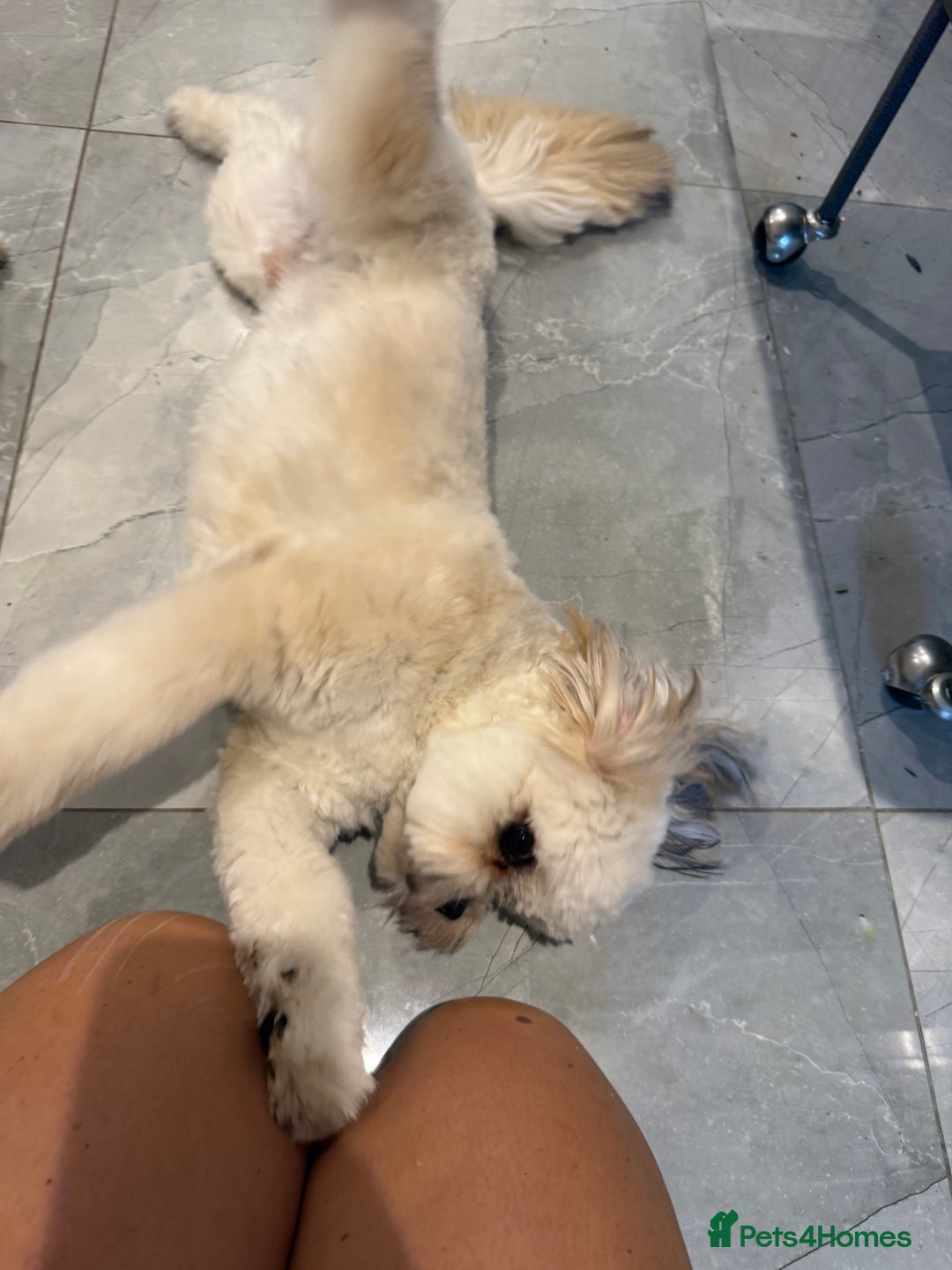 Lhasa Apso dogs for sale: 6 beautiful Lhasa apsos  - Image 25
