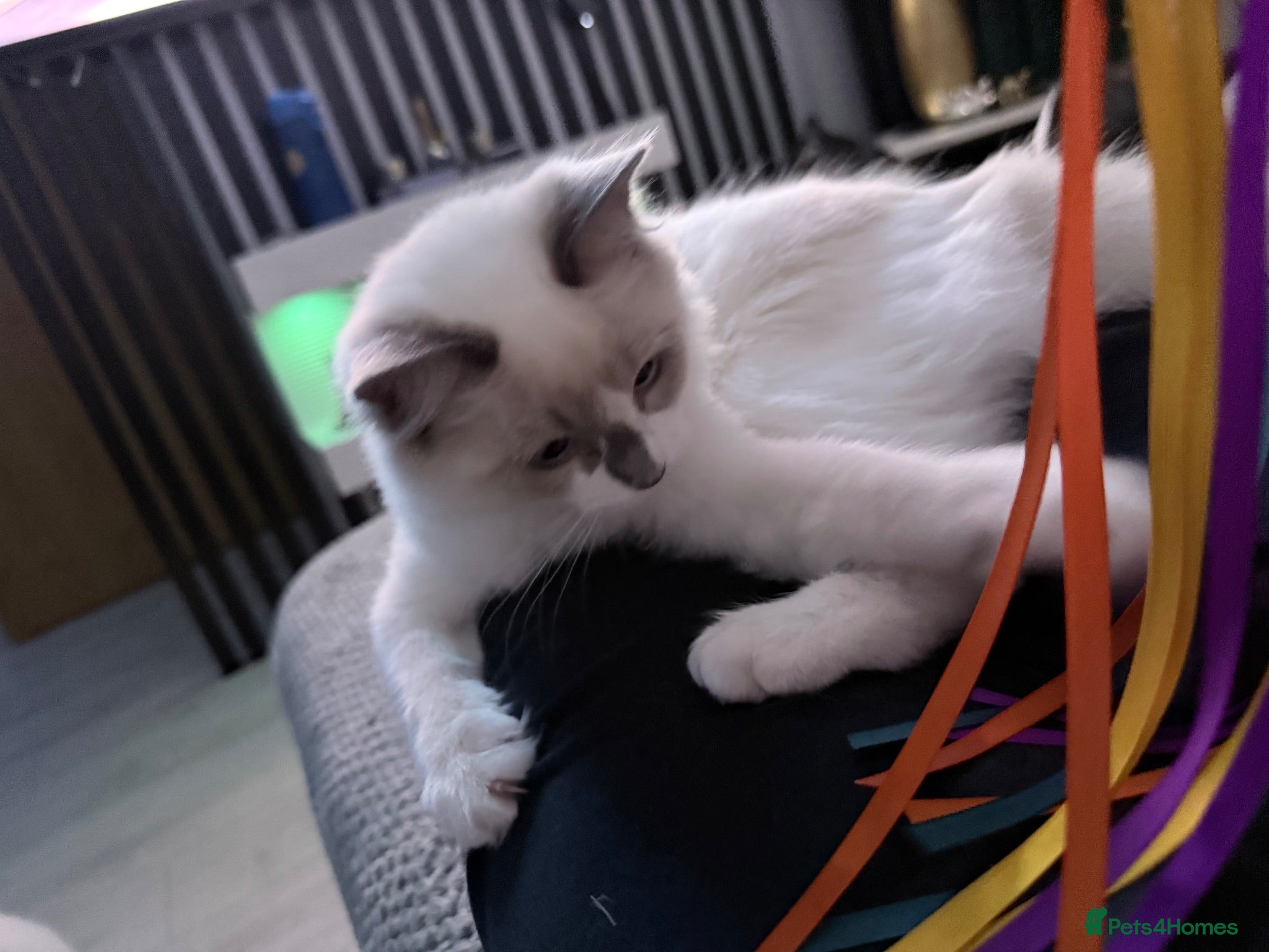Ragdoll cats Ragdoll kittens 2 girls 1 boy - Advert 2