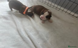 Boxer dogs for sale: Stunning Kc Boxer Puppies - Image 34