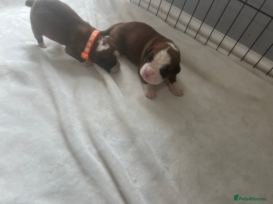 Boxer dogs for sale: Stunning Kc Boxer Puppies - Image 34