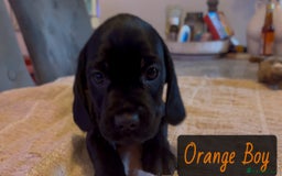 Mixed Breed dogs for sale: ⭐️ Cockerdor Puppies ⭐️  - Advert 17