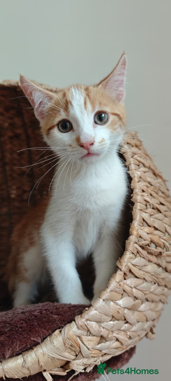 Mixed Breed cats Ginger and black/white semi-longhair kitten - Advert 3