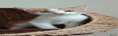 Mixed Breed Kitten 4