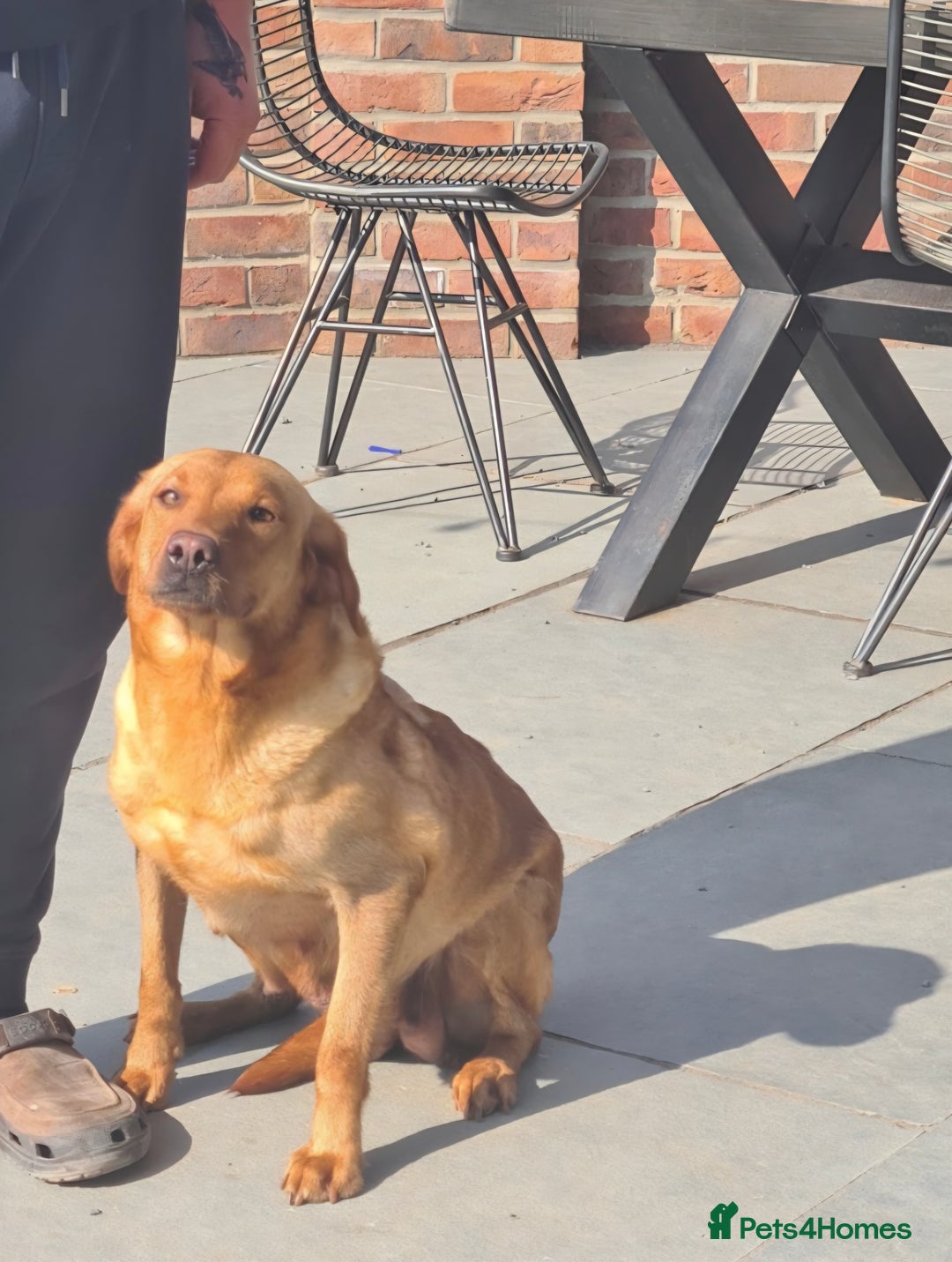 Goldador dogs for sale: 🧡 beautiful chunky goldador puppies 🧡 - Image 8