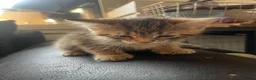 Mixed Breed cats for sale: 5x Tabby kittens for sale - Advert 5