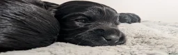 Cocker Spaniel dogs for sale: KC Registered Working Cocker Spaniel Puppies  - Advert 6
