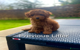 Cavapoo dogs for sale: EXTENSIVELY HEALTH TESTED Red Cavapoos - Image 14