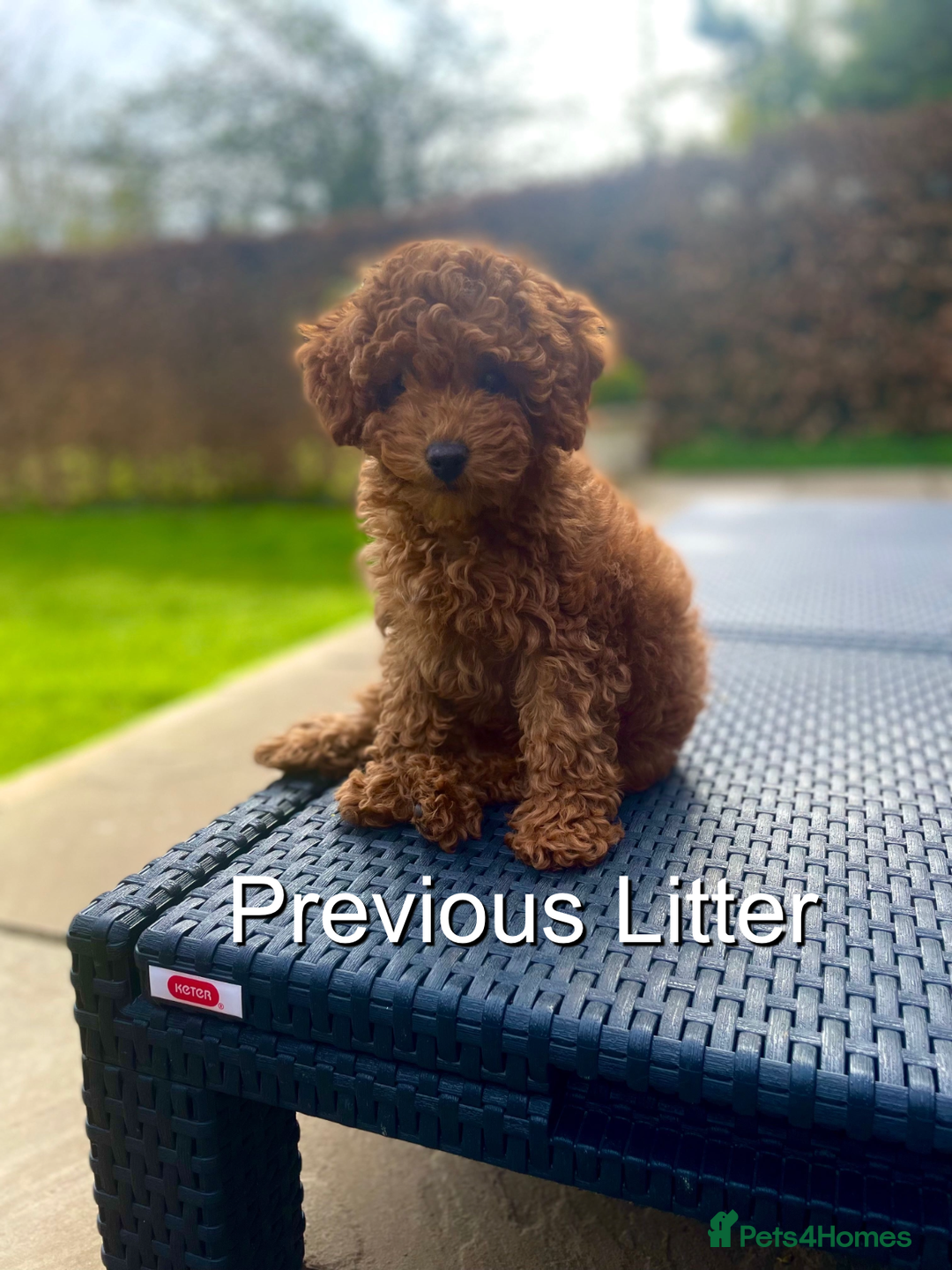 Cavapoo dogs for sale: EXTENSIVELY HEALTH TESTED Red Cavapoos - Image 14
