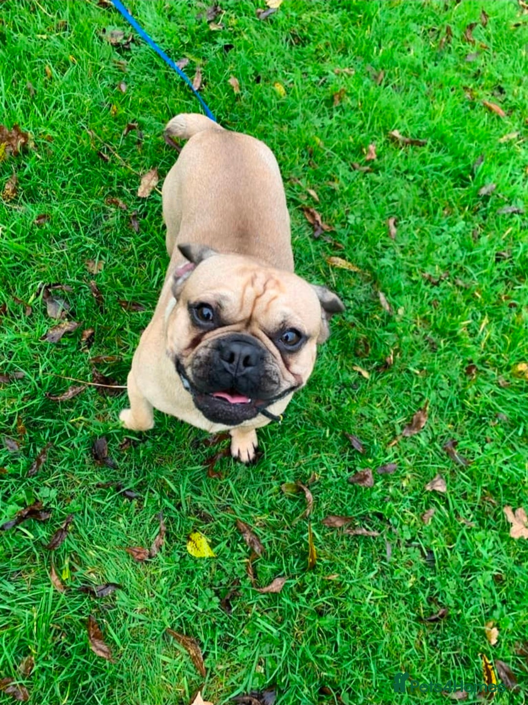 Frug dogs for sale: Beautiful and sweet Frug boy - Advert 1