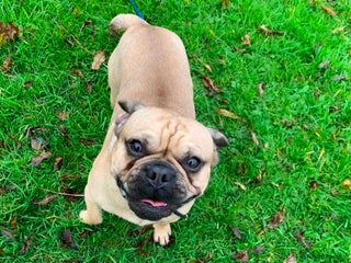 Frug dogs Beautiful and sweet Frug boy - Advert 5