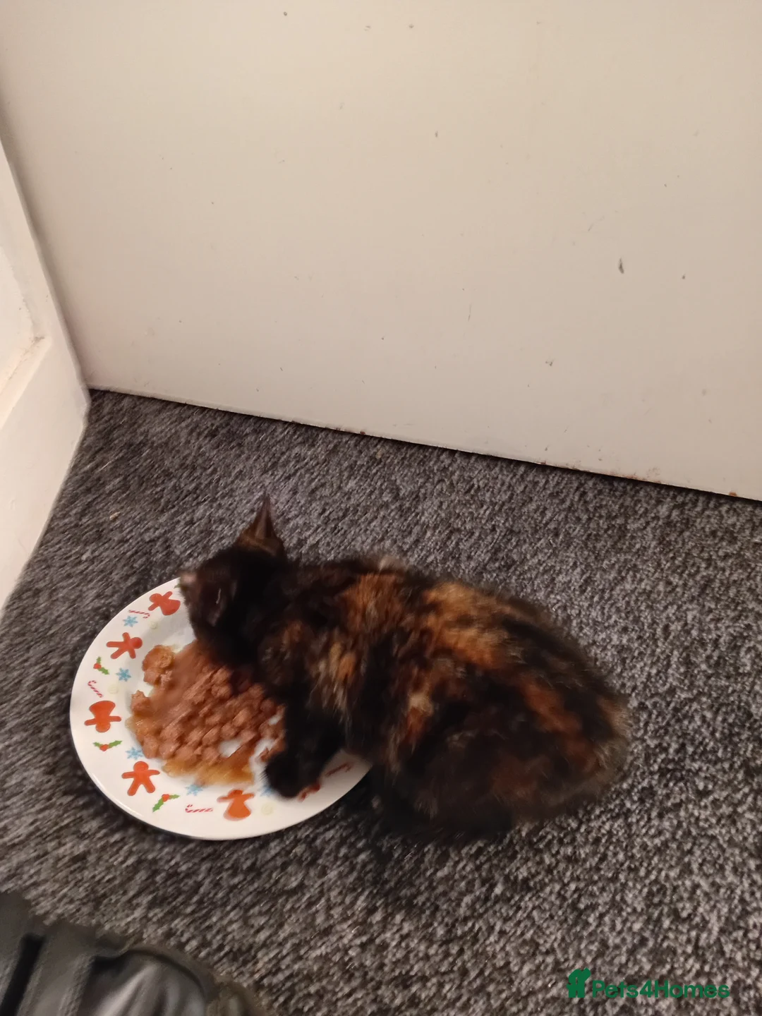 Mixed Breed cats for sale: Kitten for sale - Advert 7