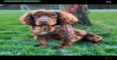Cocker Spaniel dogs Champion bred cocker spaniel working type  - Advert 14