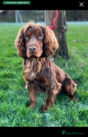 Cocker Spaniel dogs Champion bred cocker spaniel working type - Advert 14