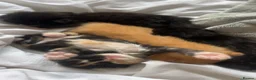 Mixed Breed cats for sale: 3 kittens 8 weeks old ready for forever homes  - Advert 3