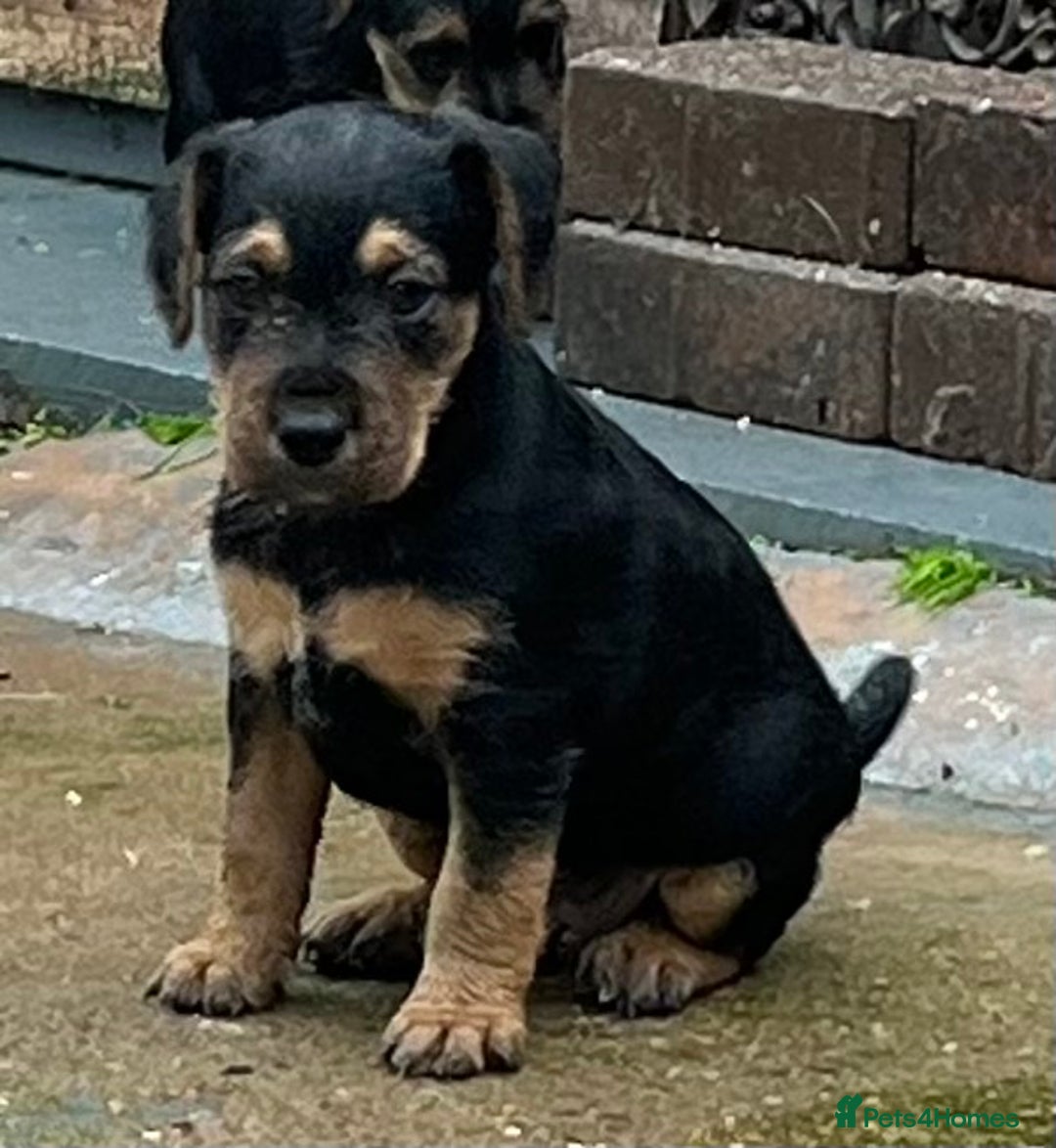 Mixed Breed dogs for sale: Lakeland x Russell puppies - Image 11