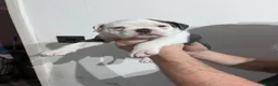 Olde English Bulldogge dogs for sale: OLDE ENGLISH BULLDOGGE PUPS, READY TO GO,NEBBR REG - Advert 3