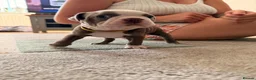 Boston Terrier dogs for sale: 8th Generation KC Reg Boston Terrier Puppies  - Advert 4