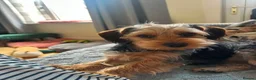 Mixed Breed dogs for sale: Corkie pups for sale - Advert 12