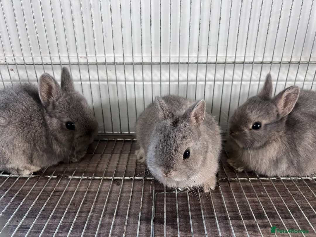Netherland Dwarf rabbits for sale: Purebred Netherland dwarf bunnies - Advert 2
