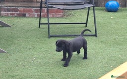 Labrador Retriever dogs for sale: Beautiful Labrador Puppies **READY NOW** - Image 13
