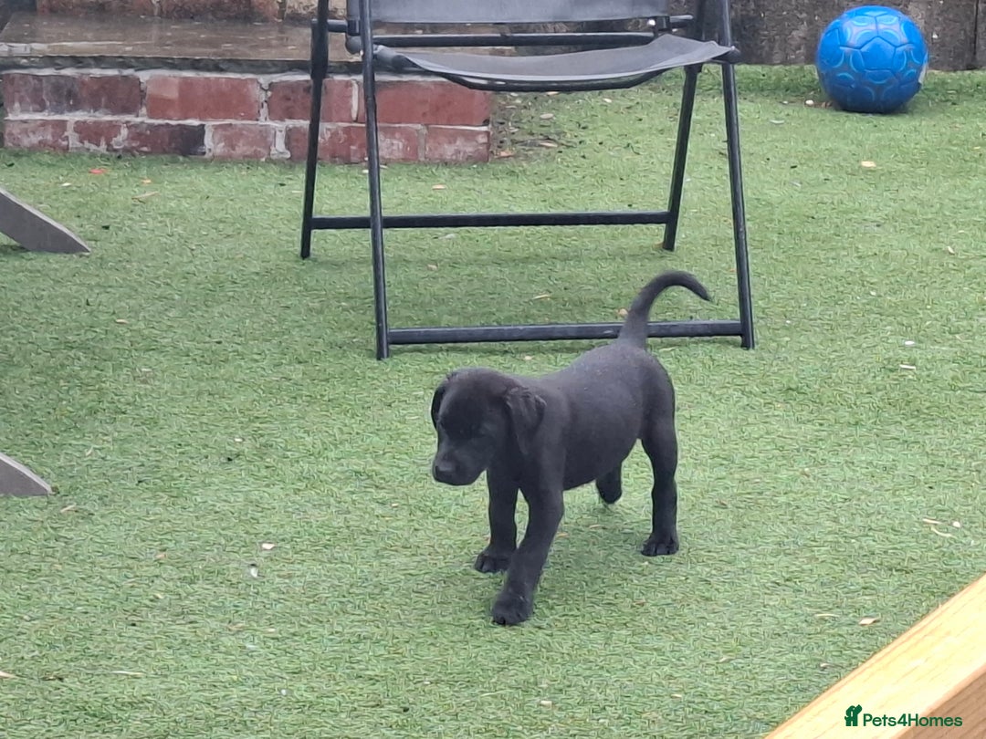 Labrador Retriever dogs for sale: Beautiful Labrador Puppies **READY NOW** - Image 13