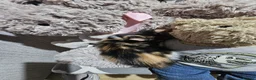 Mixed Breed cats for sale: 3 gorgeous kittens  - Advert 11