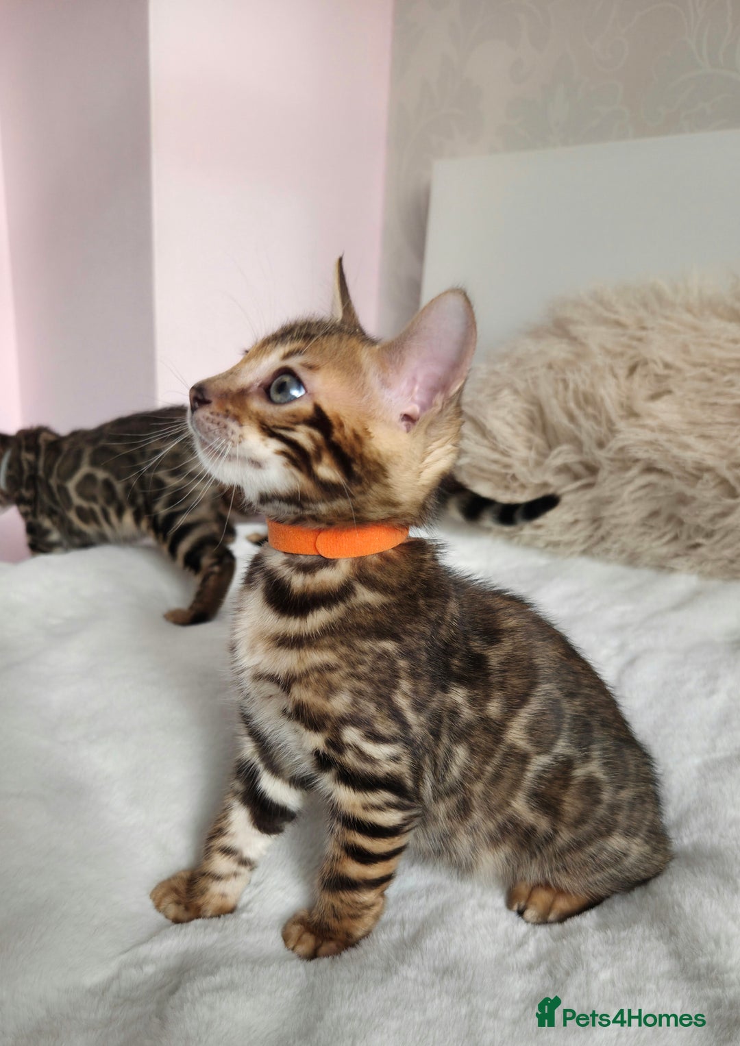 Bengal cats for sale: ✨ Bengal TICA Registered kittens Available ✨🐱 - Image 14