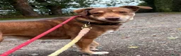 Mixed Breed dogs for adoption: Meet Luca, currently residing in Cheshire  in Nantwich - Advert 12