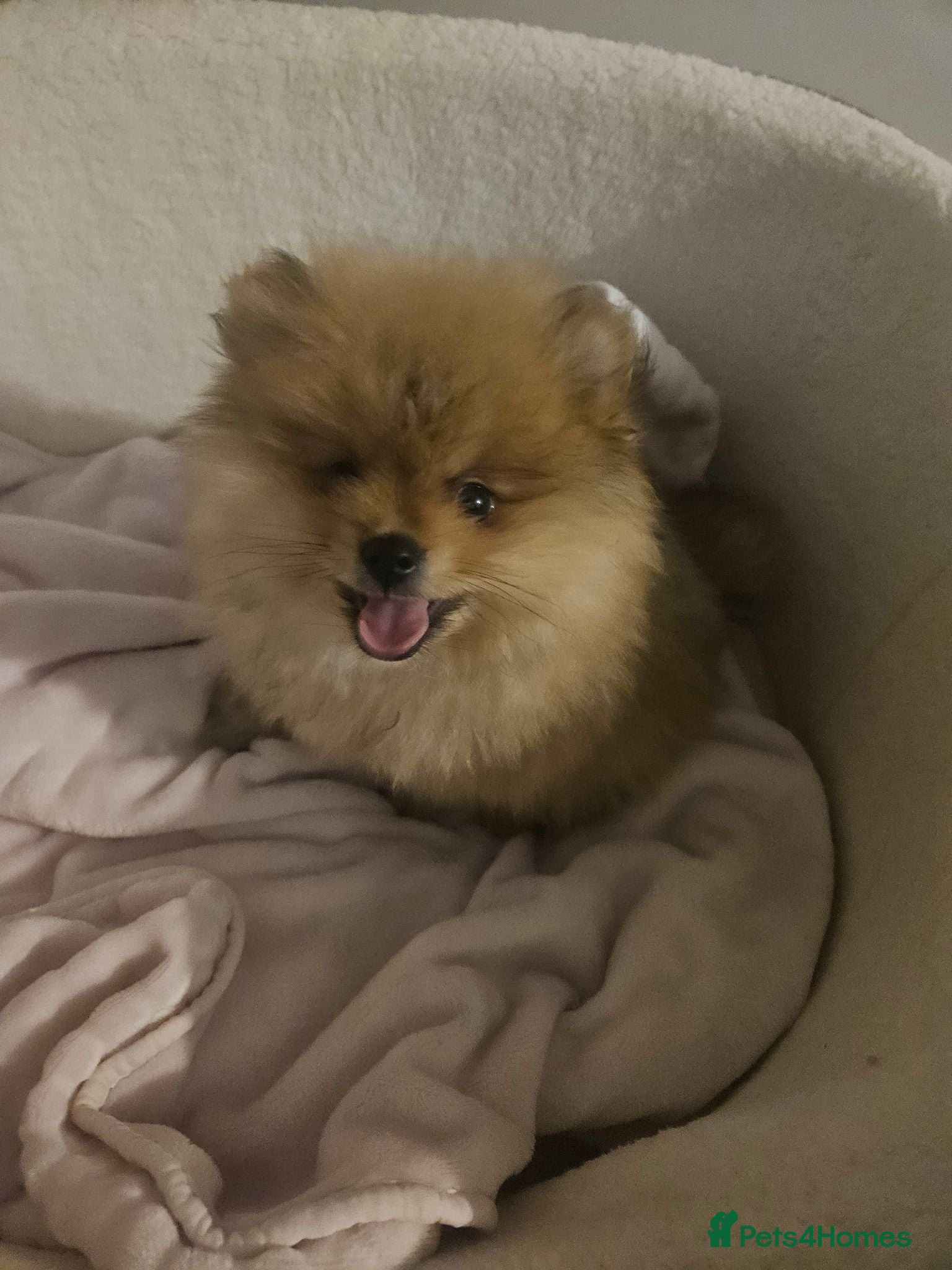 Pomeranian dogs Pomeranian True Teddy Face Russian - Advert 18
