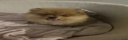 Pomeranian dogs for sale:  Pomeranian Teddy Face Russian  - Advert 12