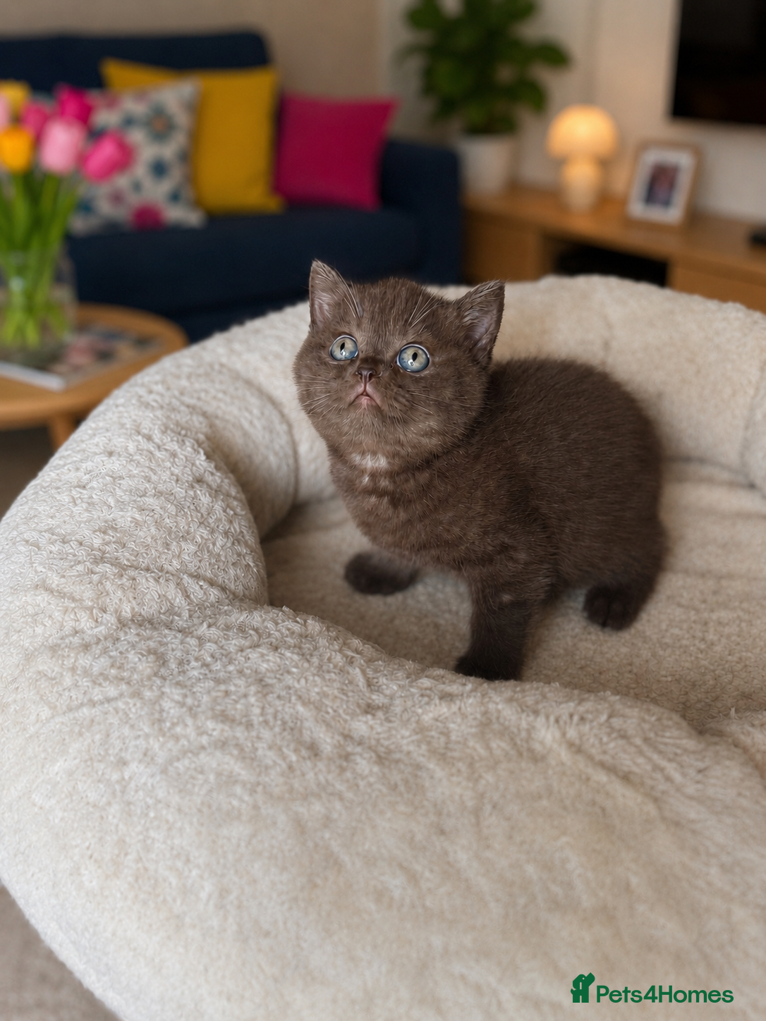 British Shorthair cats 🤎chocolate girl , last from litter GCCF - Advert 4