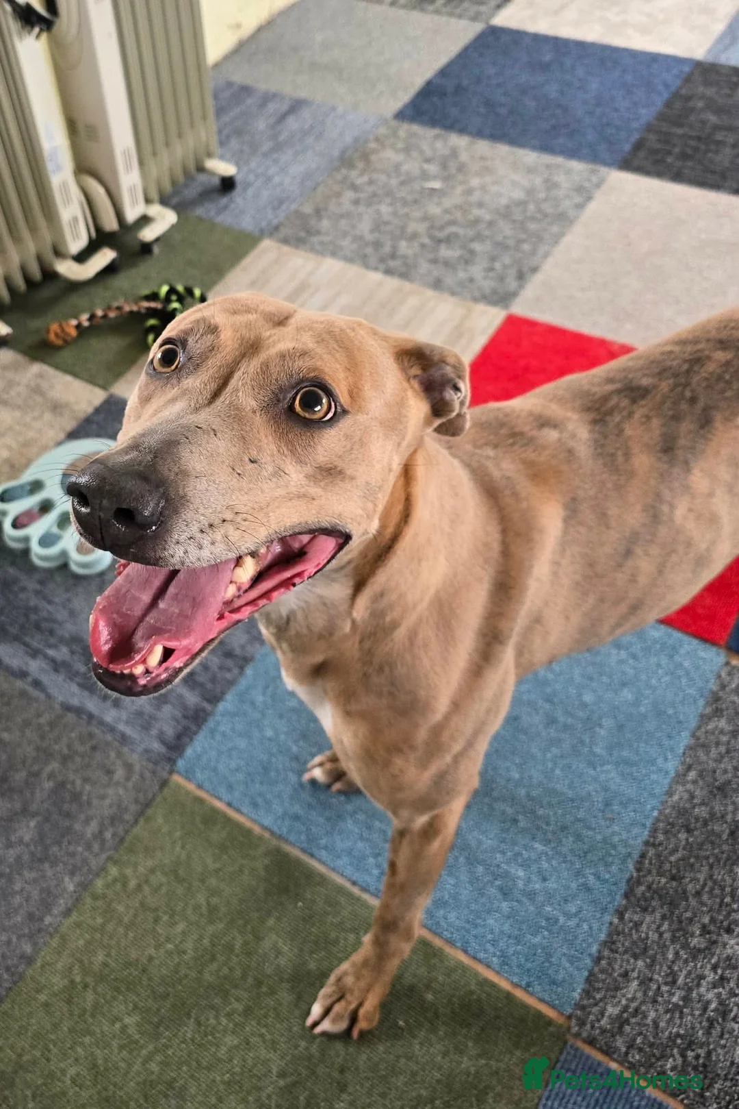 Mixed Breed dogs for adoption: Beautiful Sadie  - Advert 1
