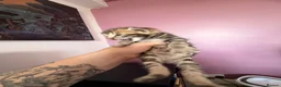 Bengal cats for sale: Beautiful bengal kittens 🐾🐾🐾 - Advert 8